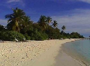 Coco Palm (Baa-Atoll)