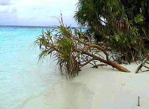 Coco Palm (Baa-Atoll)